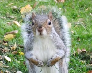 close up of squirrel looking curious