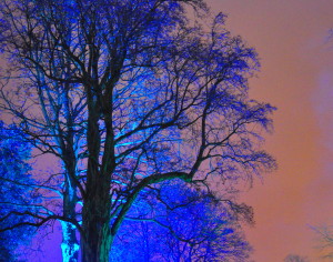 tree with strange blue lighting, bitterness and grudges