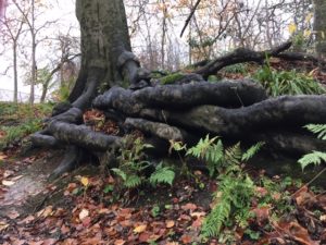 Growing new roots takes time