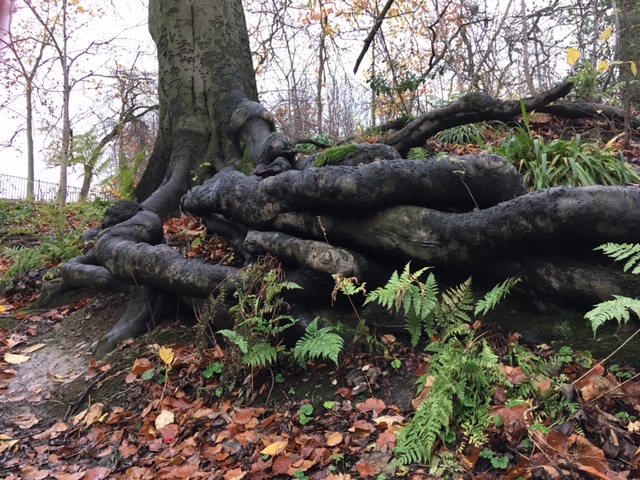 Growing new roots takes time