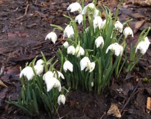 Little things like snowdrops and a podcast 