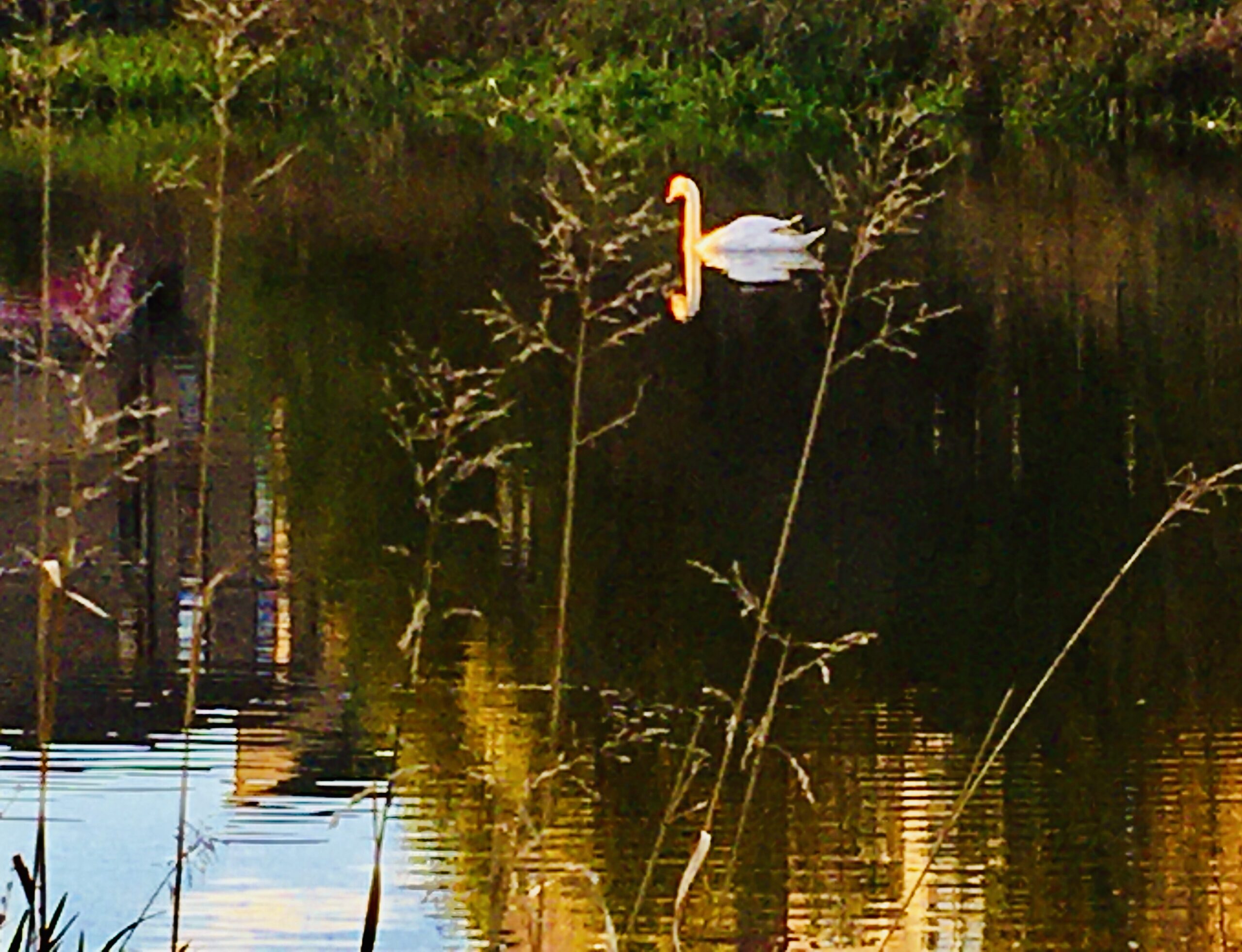 Swan in sun, the seamless garment of silence