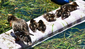family of ducks sitting on a log