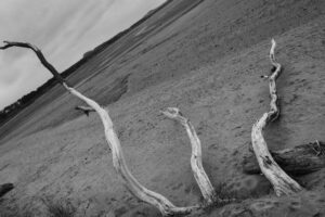 branches on a beach with skewed skyline