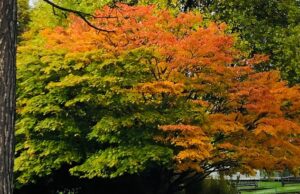 autumnal tree