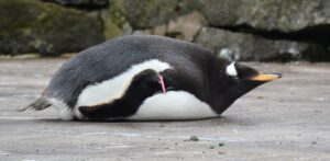 penguin lying on its tummy - cost of unbalanced living