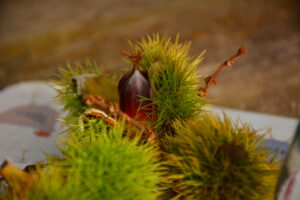 horse chestnut opening to a conker