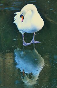 swan looking at its own reflection