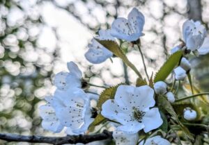 Cherry blossom on a sunlit tree