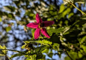 pink flower on a green branch