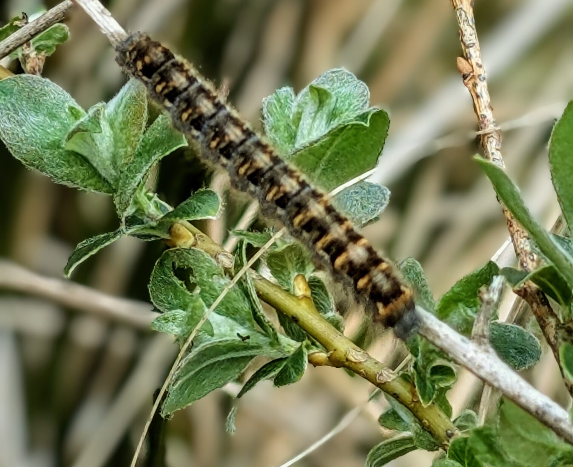caterpillar on a branch
