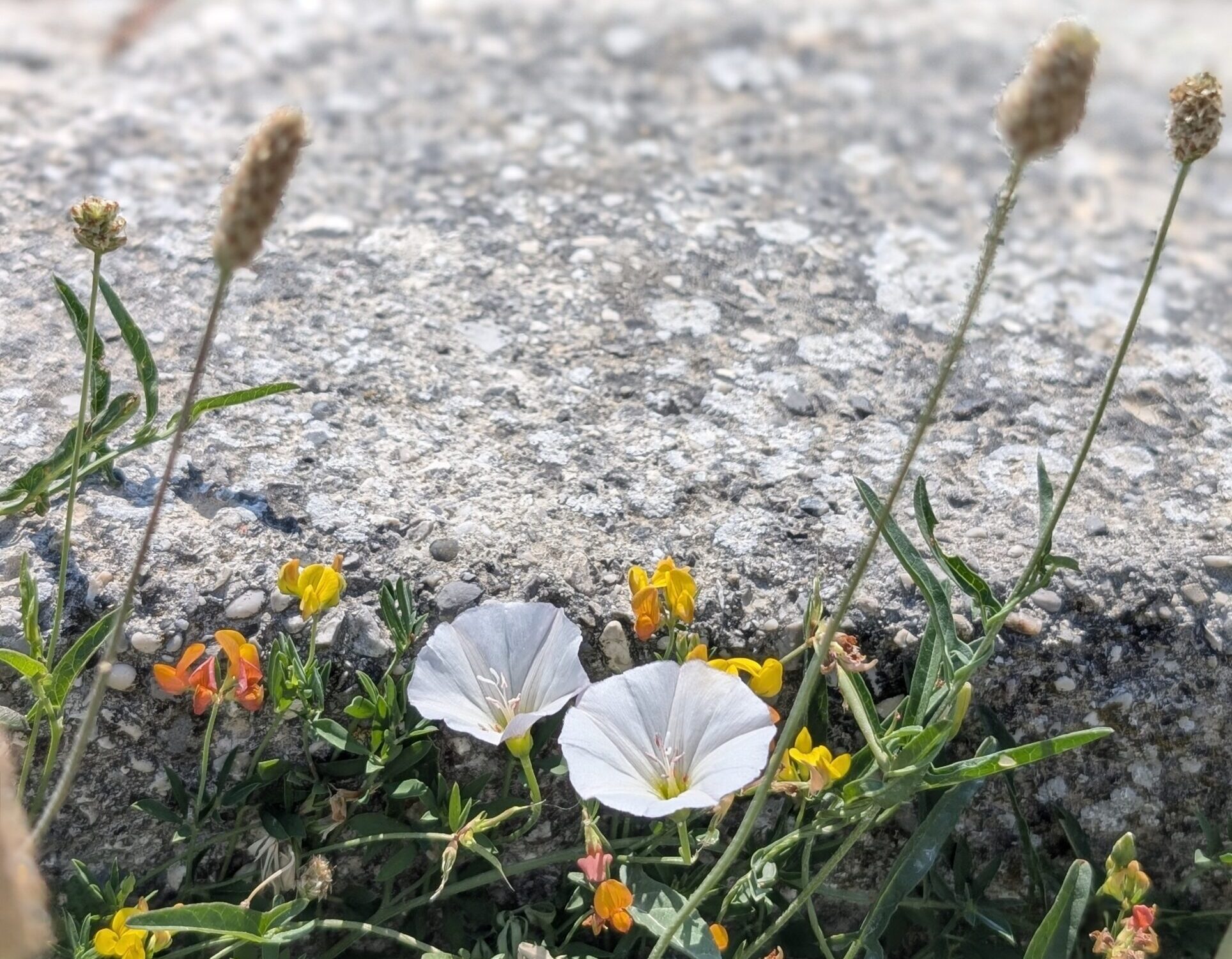 summer flowers against a stone wall