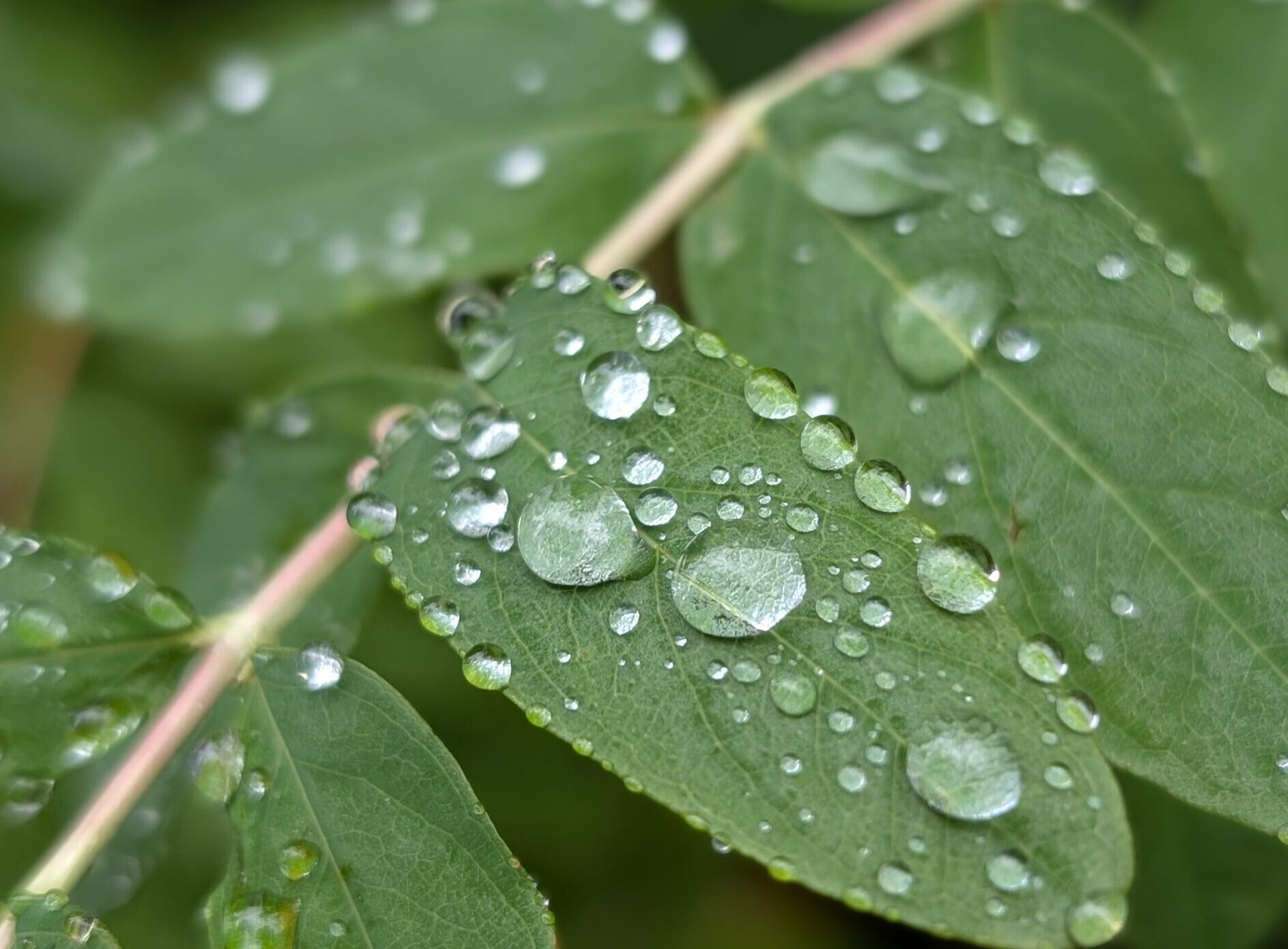 Raindrops on a leaf